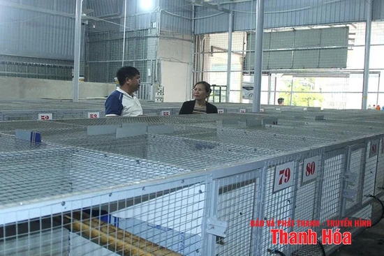 Mở hướng làm giàu từ nuôi cầy hương