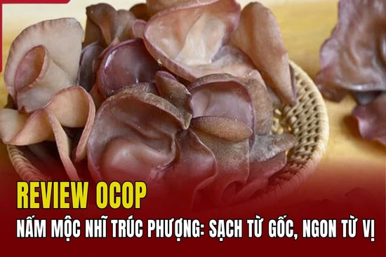 [REVIEW OCOP] Nấm mộc nhĩ Trúc Phượng: Sạch từ gốc, ngon từ vị