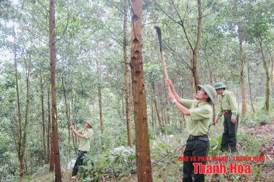 Chi trả dịch vụ môi trường rừng góp phần bảo vệ và phát triển rừng bền vững