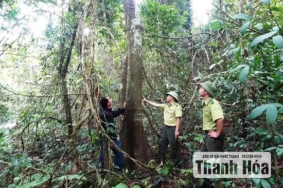 Vì sao người dân chưa mặn mà với trồng rừng gỗ lớn?