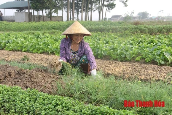 90 hợp đồng kinh tế về cung ứng, tiêu thụ nông sản được ký kết trong năm 2018