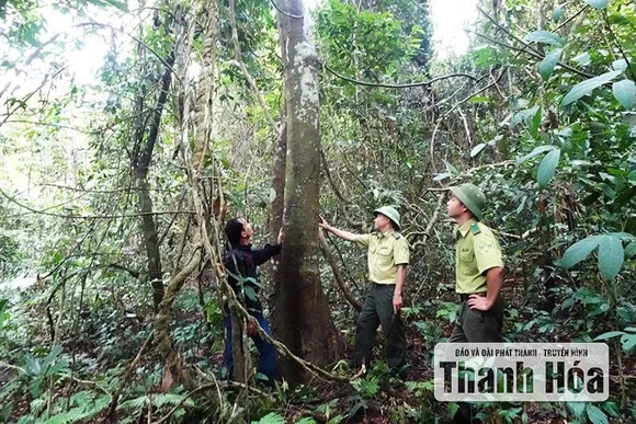 Vì sao người dân chưa mặn mà với trồng rừng gỗ lớn?