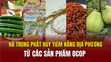 Hà Trung phát huy tiềm năng địa phương từ các sản phẩm OCOP