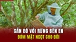 Gắn bó với rừng Bến En, đơm mật ngọt cho đời