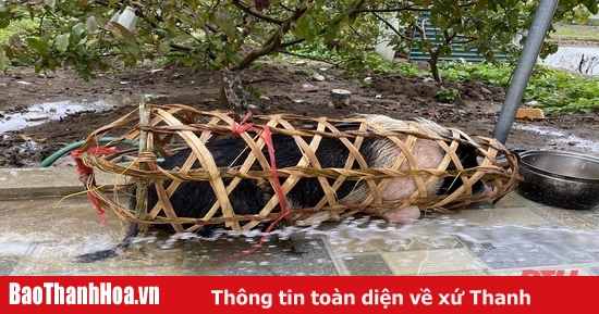 Tại sao mổ lợn thuê lại được ưa chuộng tại Hà Nội?
