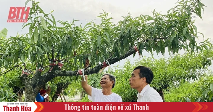 baothanhhoa.vn