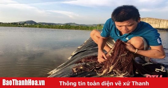 cách nuôi tôm càng xanh