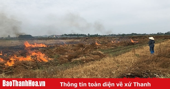 Lạm dụng thuốc “cỏ cháy” - lợi bất cập hại