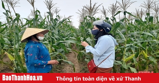 Thành công từ nhiều mô hình khuyến nông  Báo Lâm Đồng điện tử