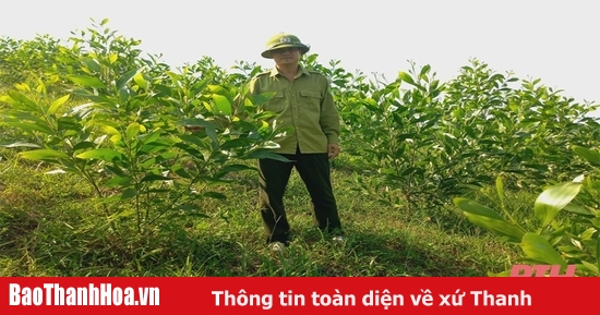 Mở rộng diện tích trồng rừng tập trung bằng cây nuôi cấy mô