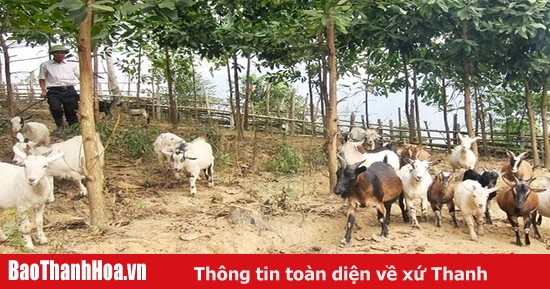 Có những biện pháp phòng ngừa ho cho con dê khác ngoài việc sử dụng thuốc ho 5 con dê?