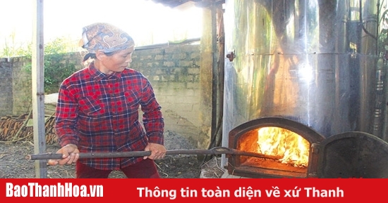  Hình cây sả - Tìm hiểu về loại cây tỏa mát và thảo dược hữu ích