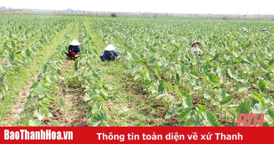 Niềm vui trên cánh đồng trồng khoai môn chỉ tím