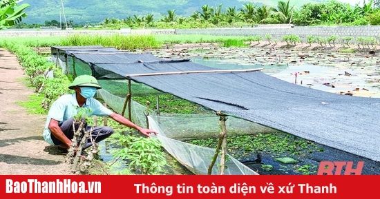 Làm giàu từ mô hình nuôi ốc nhồi