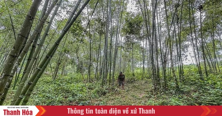 Phú Lệ nâng cao giá trị kinh tế rừng luồng