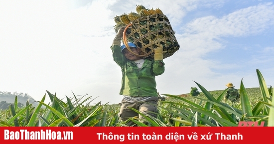 Thanh Hóa vào mùa thu hoạch dứa