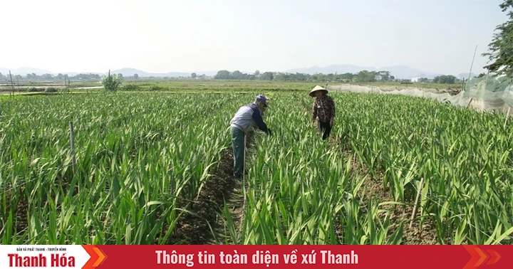 baothanhhoa.vn