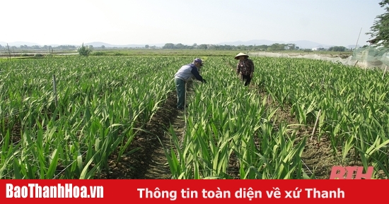 baothanhhoa.vn