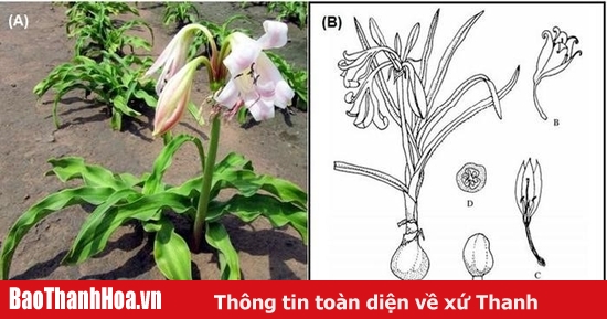 Những lợi ích sử dụng hoa trinh nữ hoàng cung có uống được không ?