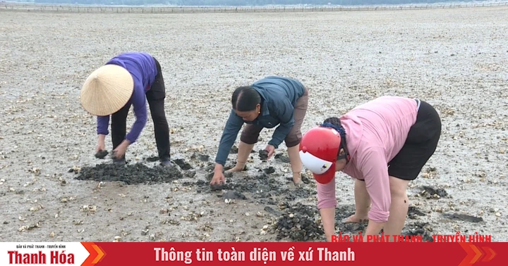Tìm ra nguyên nhân ngao chết hàng loạt ở phường Ngọc Sơn